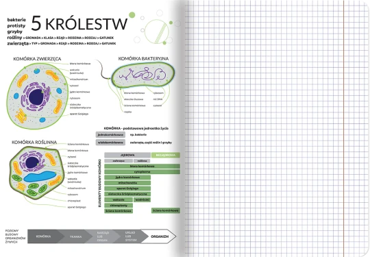 Zeszyt przedmiotowy w kratkę TOP 2000 Biologia, ze ściągami, A5, 60 kartek, czarny