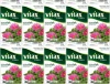 10x Herbata ziołowa w torebkach Vitax Zioła, czystek, 20 sztuk x 1.5g